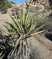 Joshua Tree blooming yucca