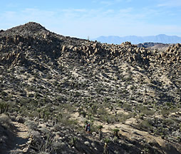 Joshua Tree hikers