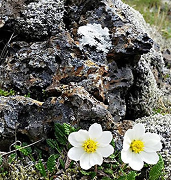 Iceland, hidden folk face