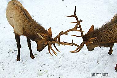 McCall, Idaho elk tussle