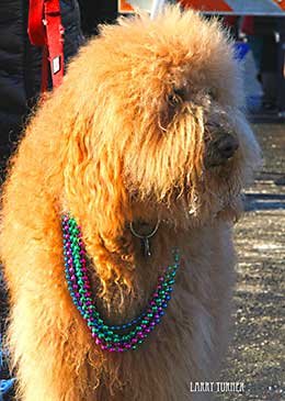 McCall, Idaho Fido