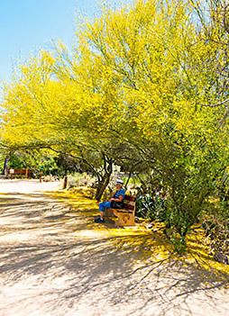 Man resting under blooming tree in Tohono Chul Park