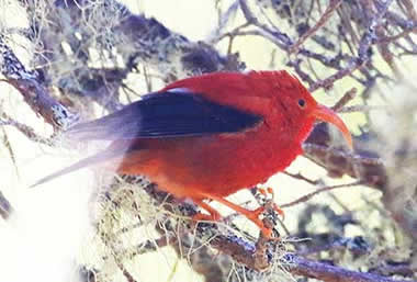 Haleakala rare iiwi