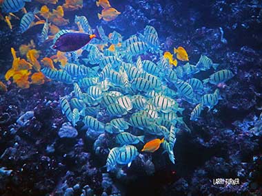 Road to Kahului underwater pleasures