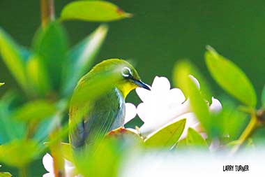 Road to Makawao coffee far bird