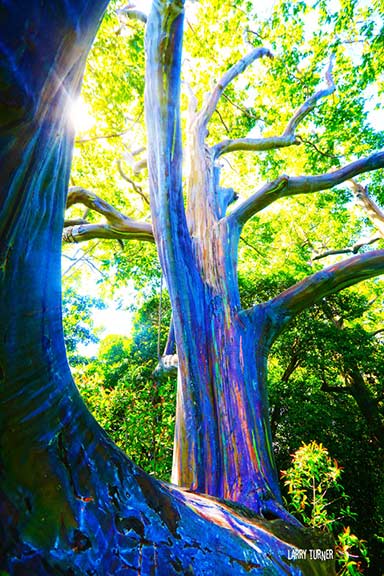 Road to Paia eucalyptus forest