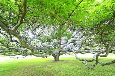 Road to Paia tree