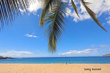 West Maui palms