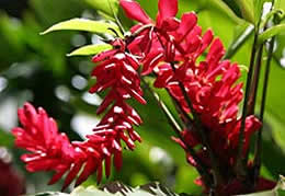 Oahu red ginger