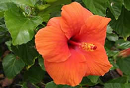 Oahu orange hibiscus