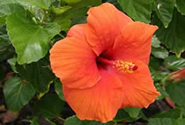 Oahu orange hibiscus