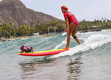 Oahu Going to the Dogs Surfur Contest