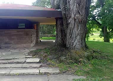 Taliesin roof against tree