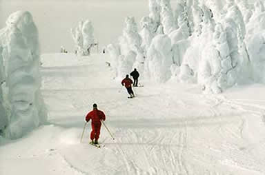 Snow ghost trees