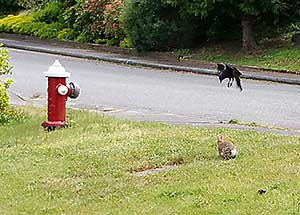 Crow and bunny strife