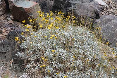 Death Valley National Park colorful flowers