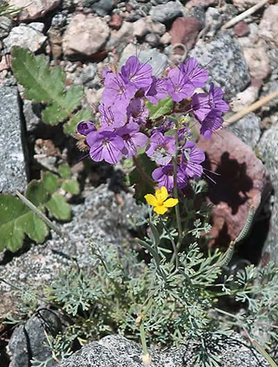 Death Valley National Park wildflowers
