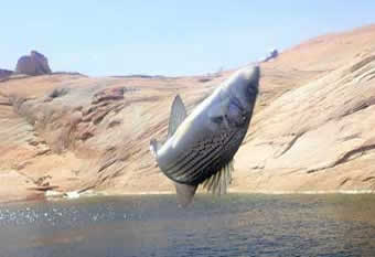 Glen Canyon caught fish in air