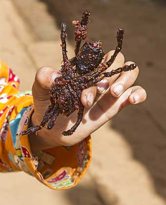 French fried Cambodian tarantula