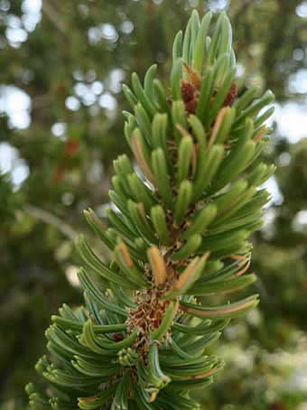 Bristlecone tree pine cone