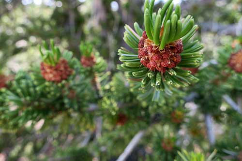 Bristlecone tree pine cone