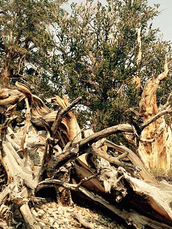 Bristlecone tree