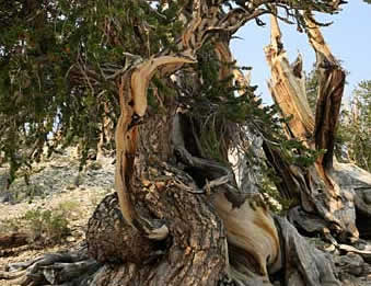 Bristlecone tree