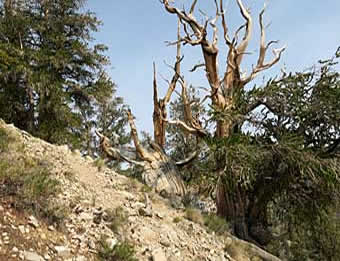 Bristlecone tree