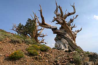 Bristlecone pine tree trunk