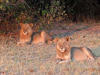 Botswana, Chobe National Park lions