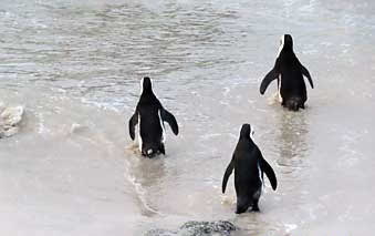 Capetown penguins from the back