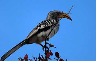 Kalahari yellow hornbill