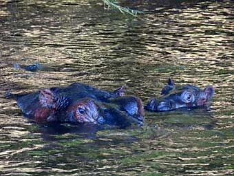 Victoria Falls hippo and baby