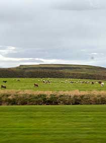 Icelandic horses and sheep