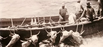 Hawaiian cattle lashed to gunwale