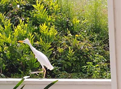 Hawaii cattle egret on widown sill