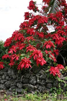 Hawaiian poinsetta