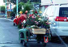 Mexico Chetumal flower vendor
