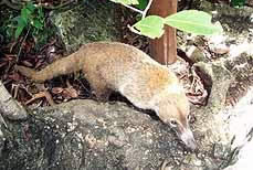 Mexico Coatimundi