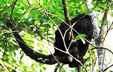 Mexico howler monkey