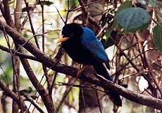 Mexico Yucatan jay
