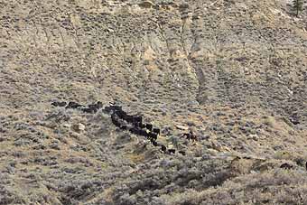 Cattle Drive Stulc Ranch
