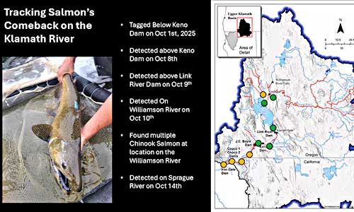 Klamath River salmon map and lore
