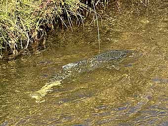 Salmon fall run on Spencer Creek