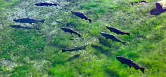 Fall salmon run on the Klamath River, Oregon
