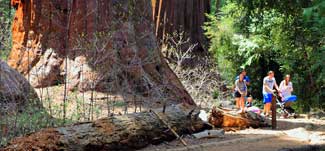 Giant redwood tree