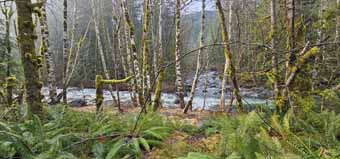 Confluence of Still Creek and Zigzag River