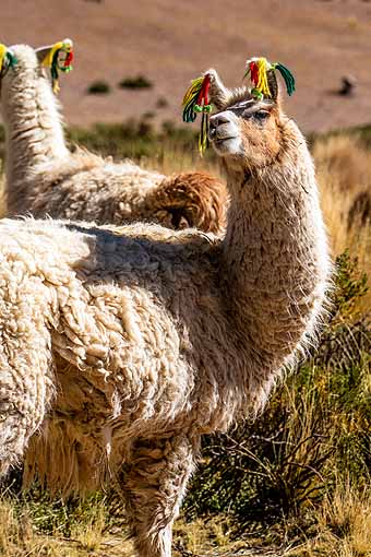 Llama with colorful ears