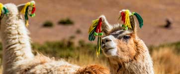 Bolivia, Llamas with colorful ear decorations