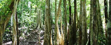 El Mirador jungle trees